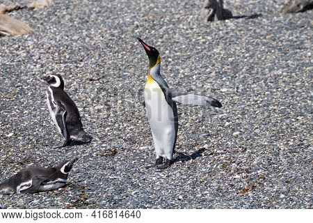 King Penguin On Martillo Island Beach, Ushuaia