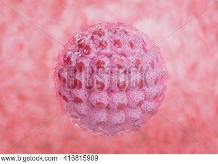 Embryonic Human Cell Development Isolated In The Uterus. 3d Illustration