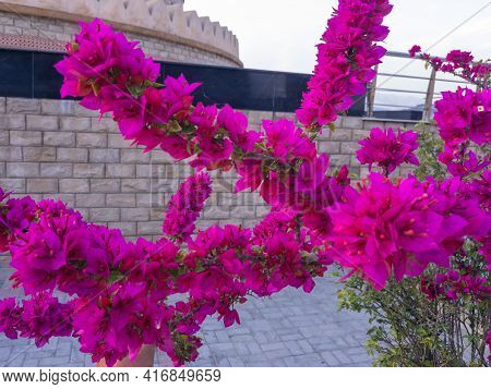 A Purple Bougainvillea Plant Blossom In Spring