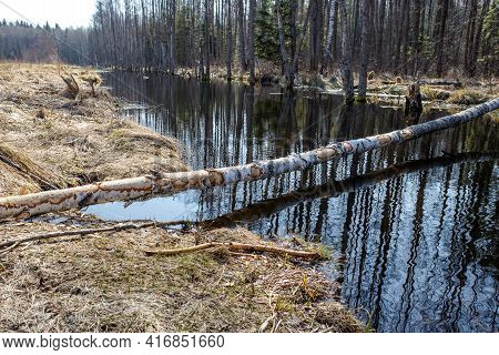 A Tree Trunk Gnawed By Beavers, Lying Across A Forest Stream. A Birch Tree With Gnawed Bark Felled B