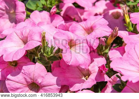 Beautiful Background Of Flowers Of Pale Pink Fuchsia.
