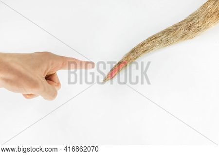 Doctor's Hand Point A Sick Dog Tail On A White Background, Isolated.