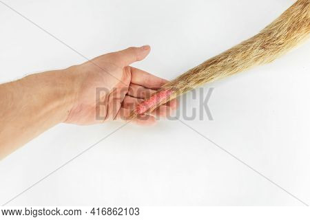 Doctor's Hand Holding A Sick Dog Tail On A White Background, Isolated.