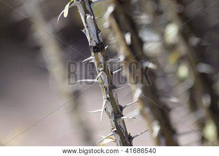 Cacto agulha closeup