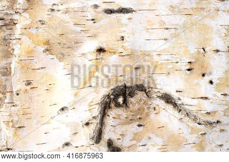 Texture Of Top Layer Of Birch Bark With Damage. Natural Background. White Birch Bark Pattern With Da
