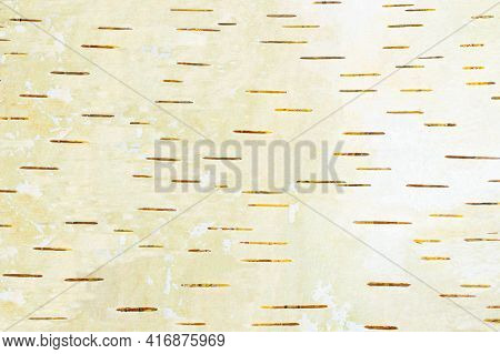 Birch Bark Inner Layer Texture. Natural Background. Light Birch Bark Pattern With Dark Stripes
