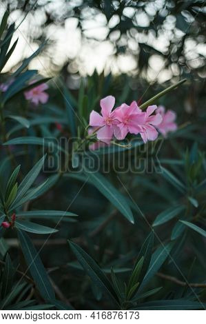 Flowering Oleander With Pink Flowers Against The Blue Sky