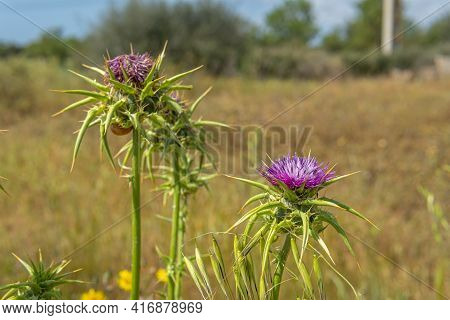 Close-up Of Borriqueros Thistles, Onopordum Illyricum, Flowers On A Spring Morning On The Mediterran