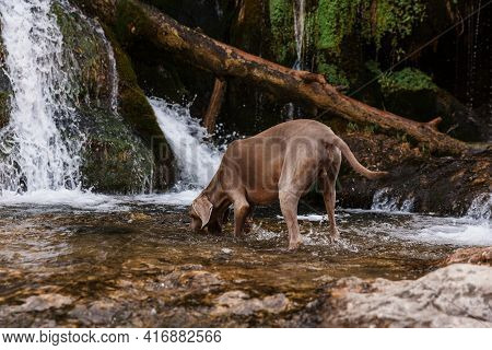Weimaraner Dog Sniffs And Tracks In A River In The Middle Of The Forest.