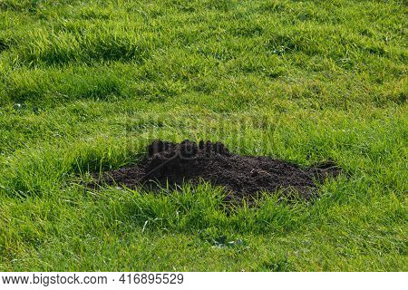 Molehill In A Field - Left By An Burrowing Mole