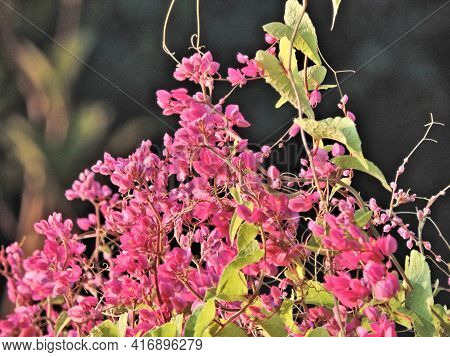 Beautiful Flowers Of Delicate Shades In The Rays Of The Dawn Sun . Beautiful Antigonon Leptopus