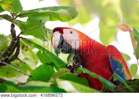 Portrait Of A Beautiful Big Red Parrot During Its Meal In A Natural Tropical Habitat, Osa, Costa Ric