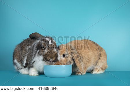 Two Lop Eared Rabbits Sitting Together By A Blue Ceramic Fod Bowl. Isolated On A Turquoise Blue Back