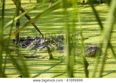 Alligator lauert hinter Schilf