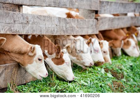 Kalveren groen gras eten