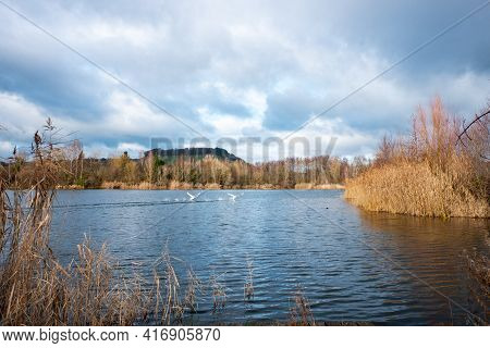 Swans Taking Off In The Nature Reserve Haff Reimech