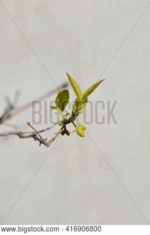 Winter Flowering Honeysuckle Branch With Unripe Fruits - Latin Name - Lonicera Fragrantissima