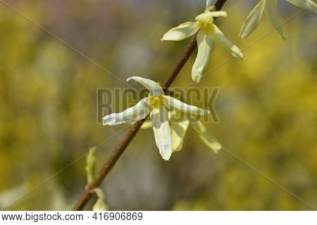 Weeping Forsythia Yellow Flowers - Latin Name - Forsythia Suspensa