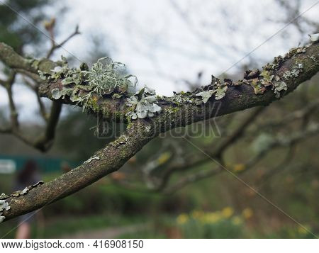 Close Up Of Different Lichens Growing On A Forest Tree Branch In Winter In The Uk