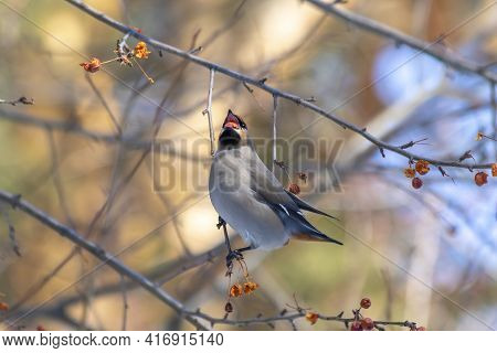 Hungry gray waxwings eagerly swallow last year's frozen apples