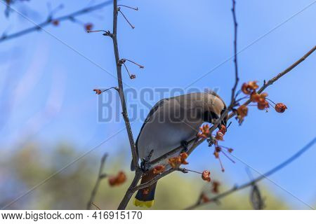 Hungry gray waxwings eagerly swallow last year's frozen apples