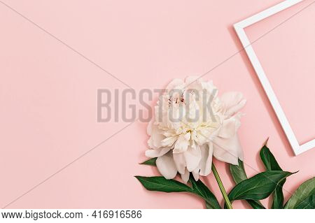 White Peony Flower On Pastel Pink Background With White Frame For Text Messange. Summer Blossoming B