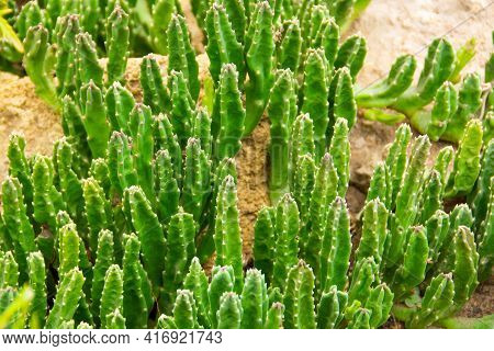 Overgrown Stapelia Soil Covered With Succulent Plant Sprouts