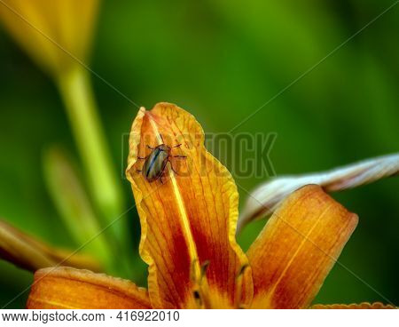 A Japanese Beetle Takes A Rest On A Pretty Orange Daylily Petal With A Nice Breen Bokeh Background. 
