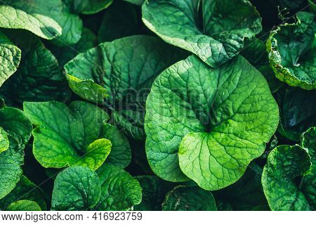 Vivid Minimalist Nature Background With Dew Drops On Green Leaves Close Up. Beautiful Green Minimal 