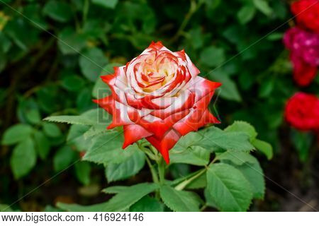 Bright Bicolor Rose Flower Of The Imperatrice Farah Variety. Large Elegant Orange-white Flower Growi