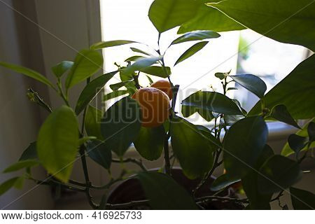 Mandarin Tree In Pot On Window. Citrus Reticulata, Mandarin Orange, Robson, With Fruits And Flowers.