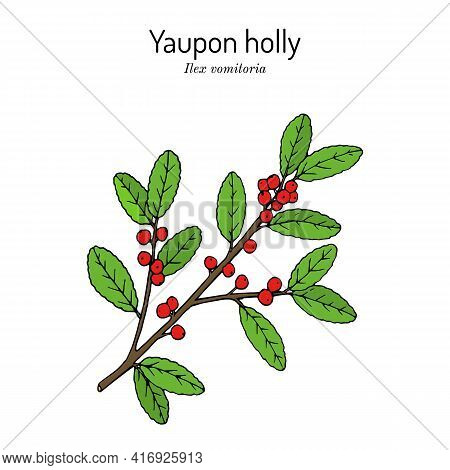Yaupon Holly Ilex Vomitoria Tree Branch With Green Leaves And Red Berries. Hand Drawn Botanical Vect