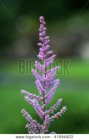 Plume Flower