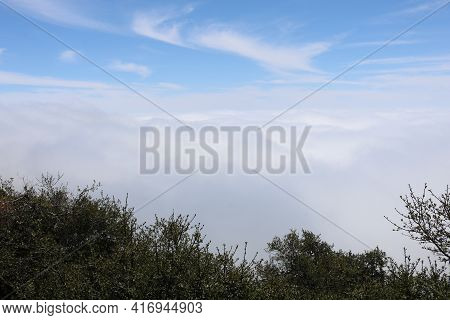 Chaparral Plants On A Mountain Ridge Overlooking Coastal Marine Clouds Taken At A Chaparral Woodland