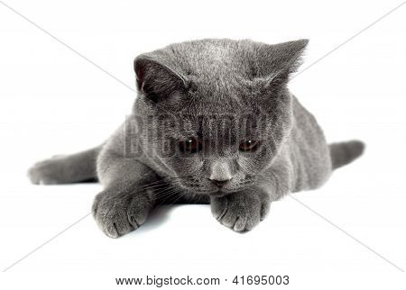 Brittiska katt