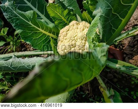 Cauliflower Is One Of Several Vegetables In The Species Brassica Oleracea In The Genus Brassica, Whi