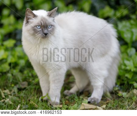 1-year-old Male Ragdoll Cat With Arched Back. Outdoors Of Northern California.