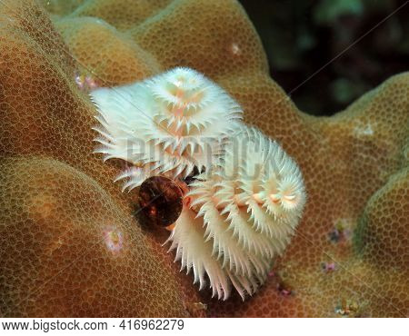 A White Christmas Tree Worm On Brown Coral Boracay Philippines