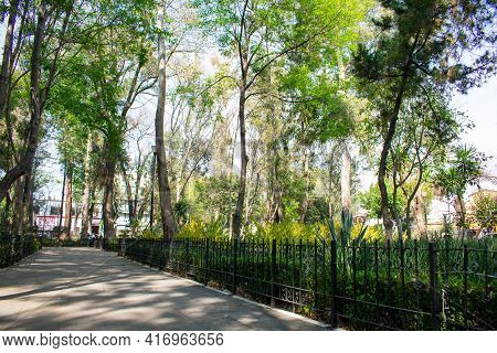 Peaceful Park With Trees And Bushes In Mexico City