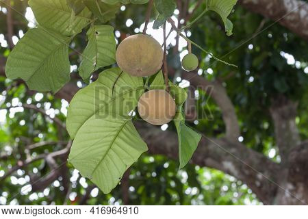 Santol Or Sentul Fruit (sandoricum Koetjape) On Tree With Sunlight On Blur Nature Background.