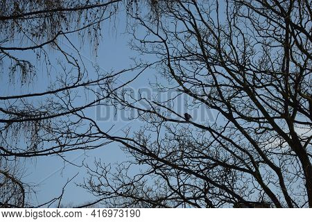 Lonely Blackbird In The Crown Of A Tree On A Background Of Dark Blue Sky