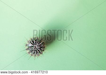 Background From A Cactus On A Green Background. Plant Texture With Thorns.