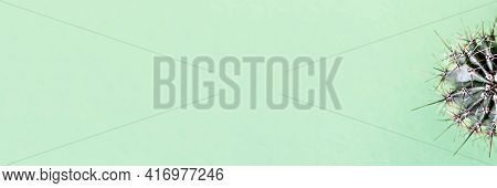 Background From Parts Of A Cactus On A Green Background. Plant Texture With Thorns.