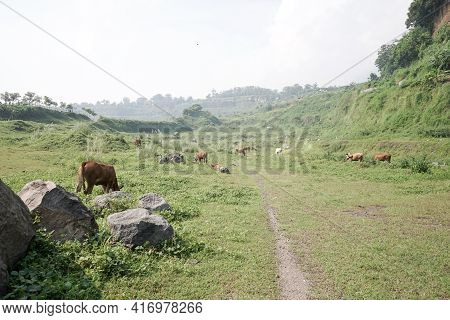 Quarry Field Abandoned With Rock Break & Meadow. Nature Sanctuary Ranu Manduro, Mojokerto, East Java