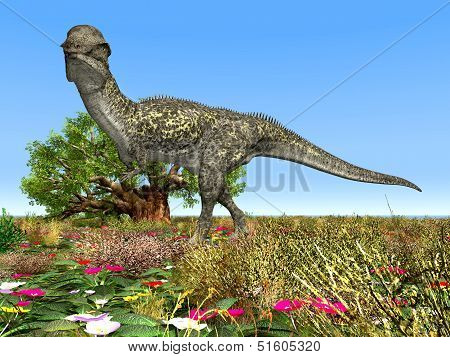 Dinosaur Stegoceras