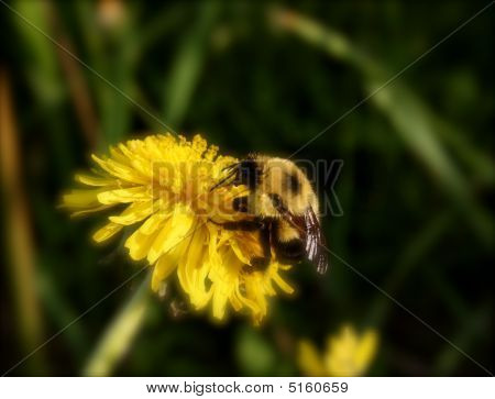 IMG 0694