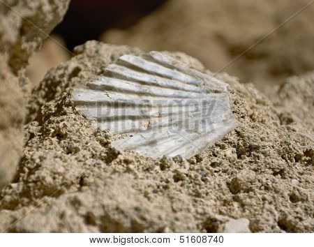 Sea shell fossil in  surface of the rock