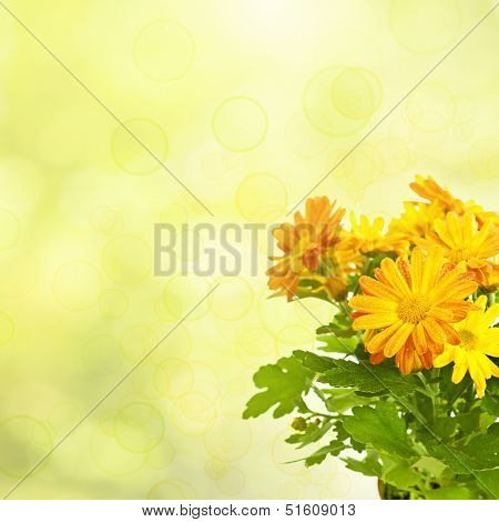 Chrysanthemum floral background