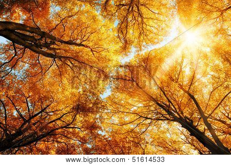 The Autumn Sun Shining Through Golden Treetops