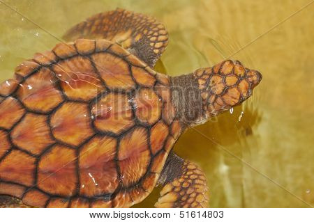 Baby Turtle